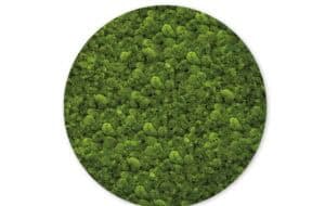 art aqua Moosbild rund: Ästhetik trifft Funktionalität - für ein verbessertes Raumklima & Raumakustik