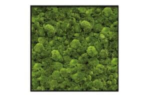 art aqua Moosbild Hügelmoos: nachhaltig, wartungsfrei, pflegeleicht (kein Wässern) für ein verbessertes Raumklima und Raumakustik