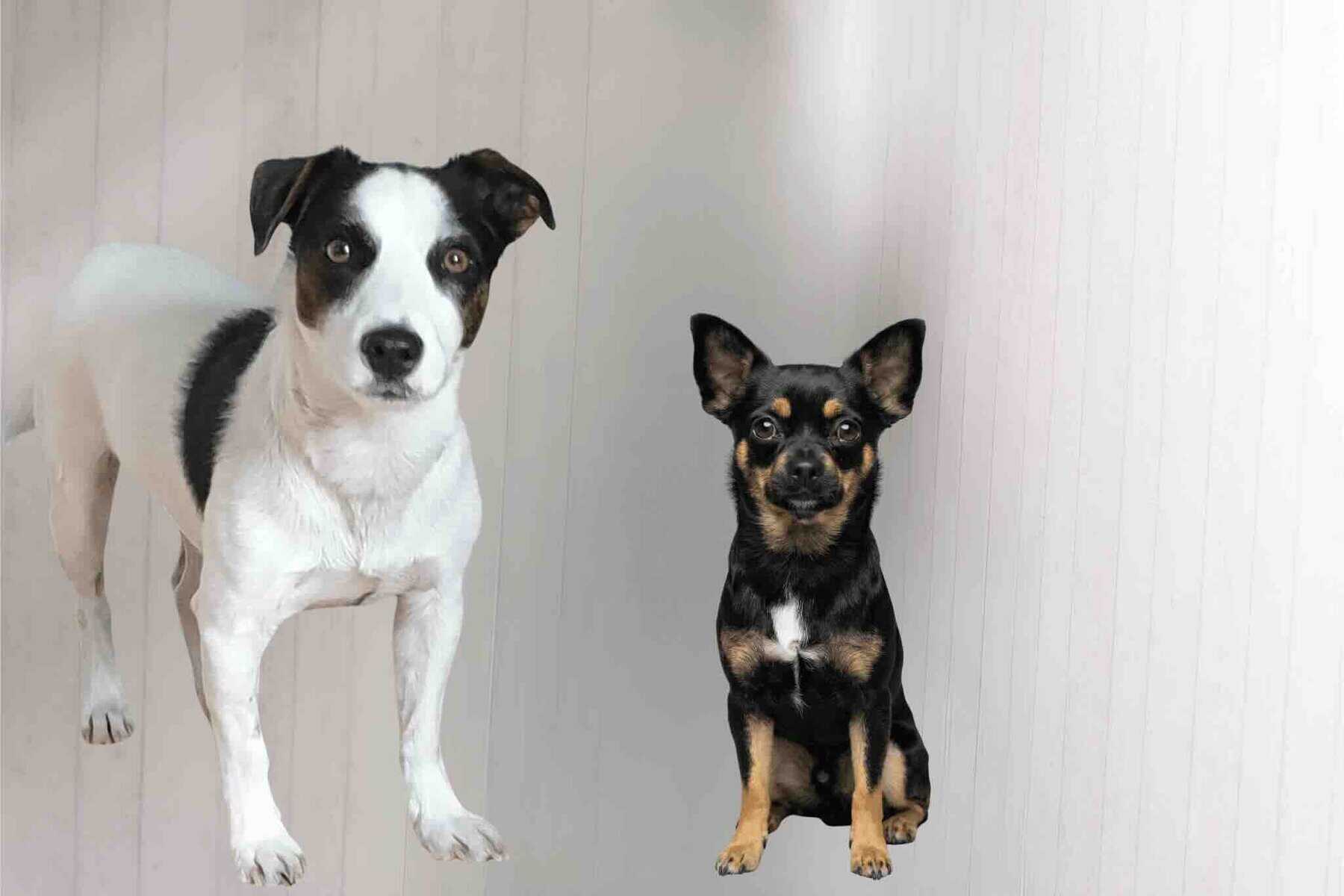 conference-tv-security-team